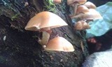 Kuehneromyces mutabilis image