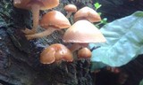 Kuehneromyces mutabilis image