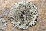 Xanthoparmelia lineola image