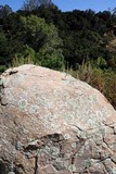 Xanthoparmelia lineola image