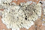 Xanthoparmelia lineola image