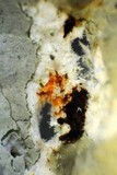 Xanthoparmelia lineola image