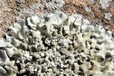 Xanthoparmelia mexicana image