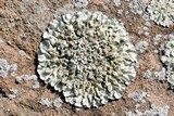 Xanthoparmelia mexicana image