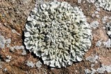 Xanthoparmelia mexicana image