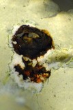 Xanthoparmelia mexicana image
