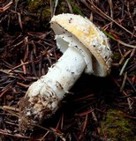 Amanita aprica image