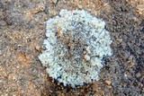 Lecanora muralis image