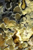 Lecanora muralis image