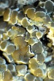 Lecanora muralis image