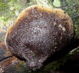 Auricularia nigricans image