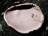Auricularia nigricans image