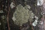 Hyperphyscia adglutinata image
