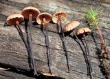 Gymnopus androsaceus image