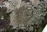 Hyperphyscia syncolla image
