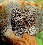 Coltricia cinnamomea image