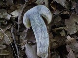 Caloboletus calopus image