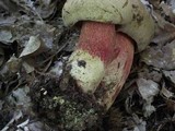 Caloboletus calopus image