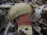 Caloboletus calopus image