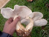 Macrocybe titans image