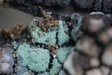 Hypomyces xyloboli image