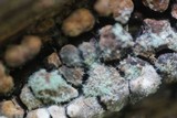 Hypomyces xyloboli image
