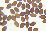 Panaeolus olivaceus image