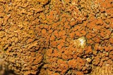 Xanthoria elegans image