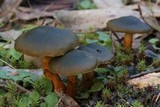 Cortinarius austrovenetus image