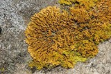 Xanthoria elegans image