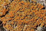 Xanthoria elegans image