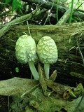 Coprinopsis variegata image