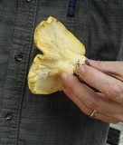 Cantharocybe gruberi image