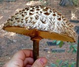 Chlorophyllum olivieri image