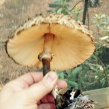 Chlorophyllum olivieri image