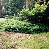 Chlorophyllum olivieri image