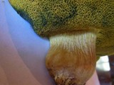 Boletus subtomentosus image