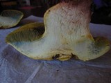 Boletus subtomentosus image