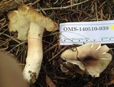 Tricholoma saponaceum image