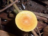 Xeromphalina tenuipes image