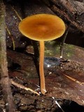 Xeromphalina tenuipes image