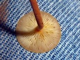 Xeromphalina tenuipes image