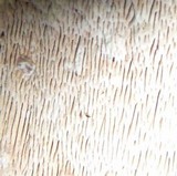 Fuscoporia contigua image