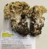Ramaria rasilispora image