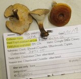 Royoporus badius image