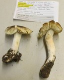 Tricholoma saponaceum image
