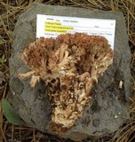 Ramaria coulterae image