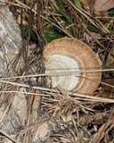 Trametes hirsuta image