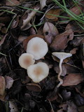 Clitocybe fragrans image
