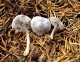 Mycena pura image
